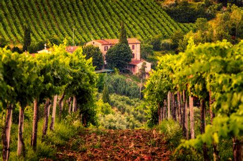 Image of a vineyard in the Tuscan countryside with hills in the background.
