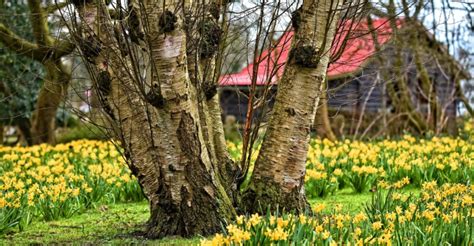 Tweede Woning In Tuin