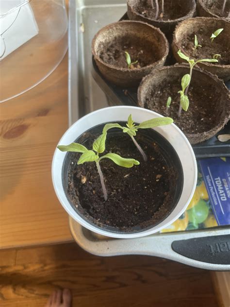 Twisting Leaves In Veg