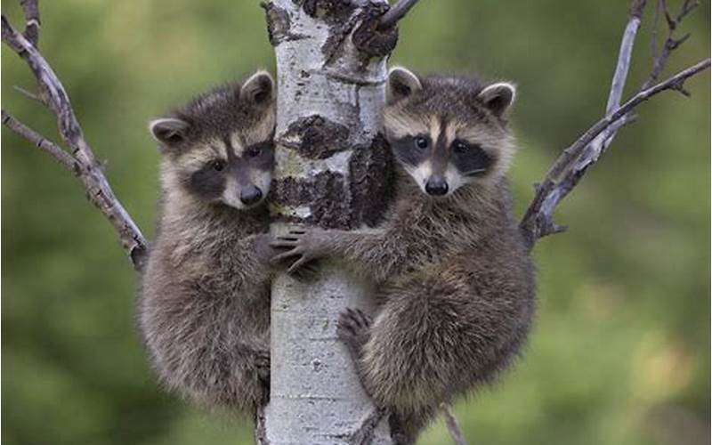 Sounds of Raccoons Mating: What You Need to Know