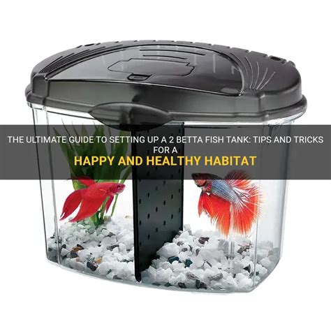 Two Betta Fish Tank