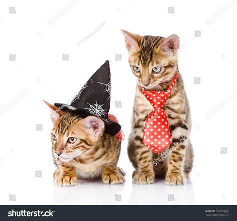 Two Cats Costume Masquerade Isolated