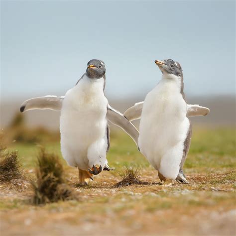 Two Cute Animals Together