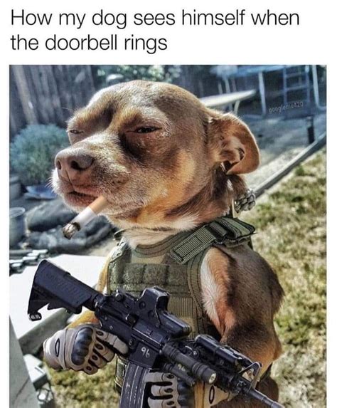 Two Dogs And A Gun