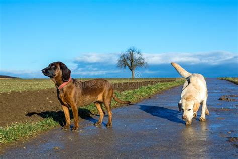 Two Types Of Dogs In The Morning