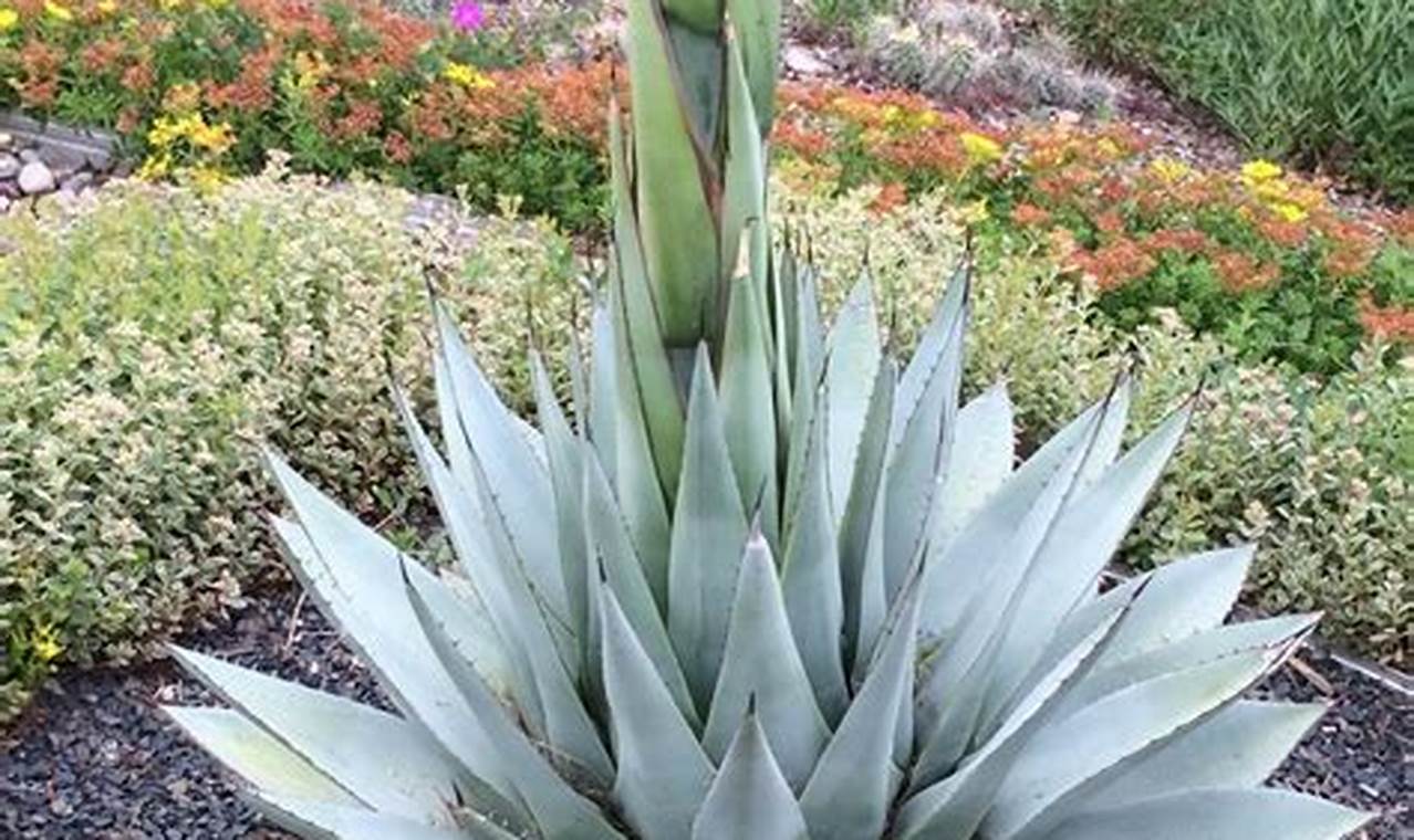 Types Of Agave Plants
