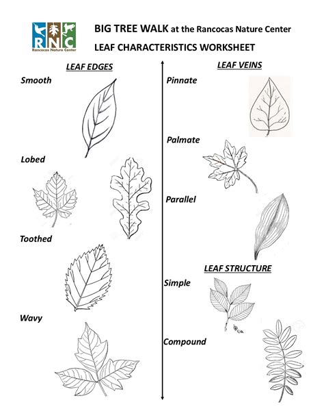 Types Of Leaves Worksheet