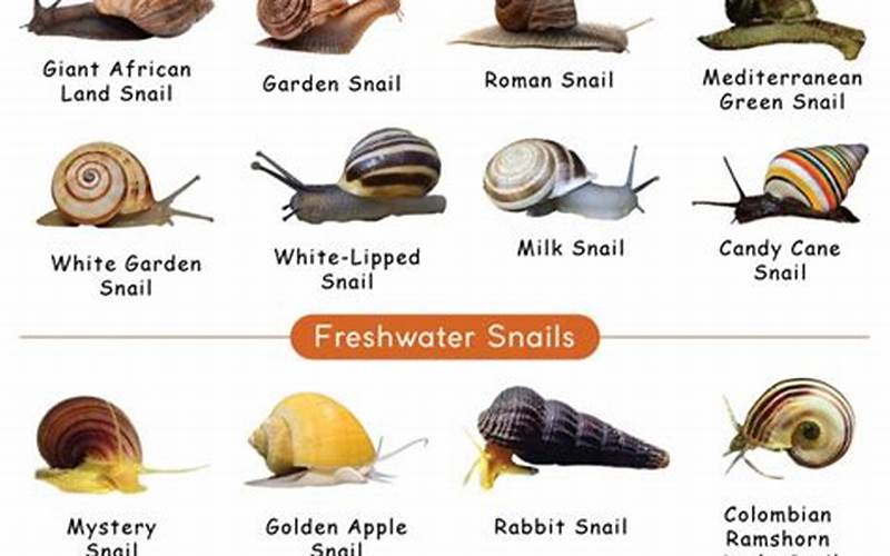Types Of Snail