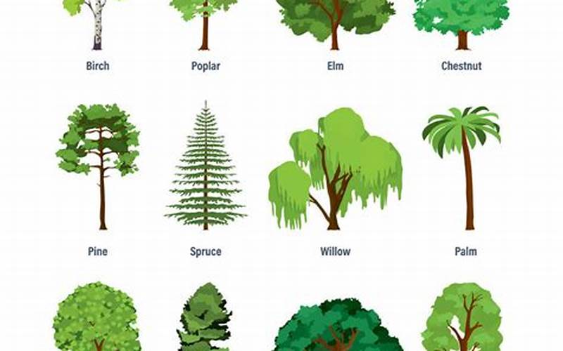 Types Of Trees