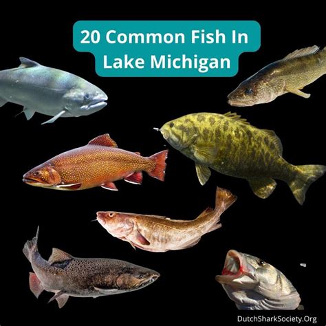 Types of Dangerous Fish in Lake Michigan 