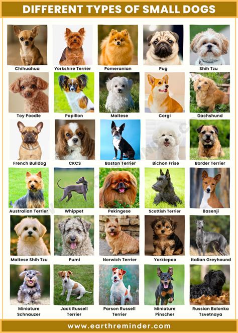 Types 0f Dogs