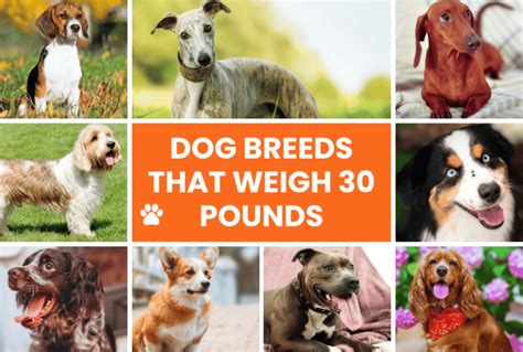 Types Of 30 Lb Dogs