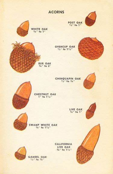Types Of Acorns Chart