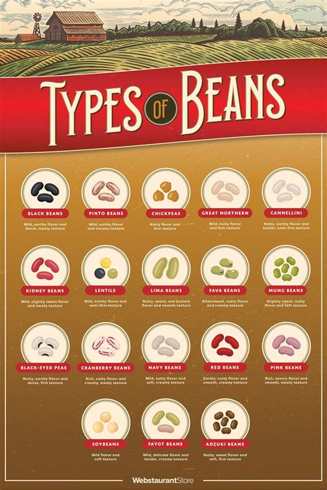 Types Of Beans Chart