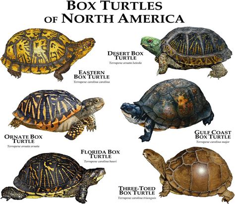 Gentle Guardians of the Woods: Discovering the Fascinating Types of Box Turtles