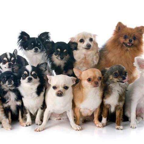 6+ Different Types of Chihuahuas Dog Mixes Breeds with Pictures