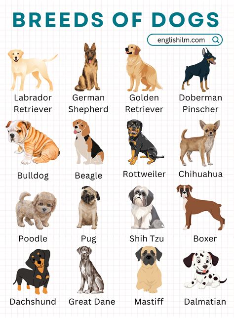 Types Of Dog Breeds Names