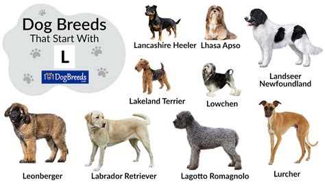 Types Of Dogs Beginning With L