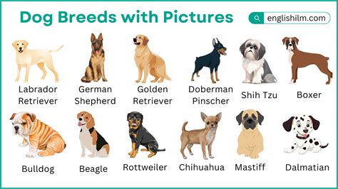Types Of Dogs Beginning With N