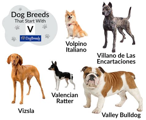 Types Of Dogs Beginning With V