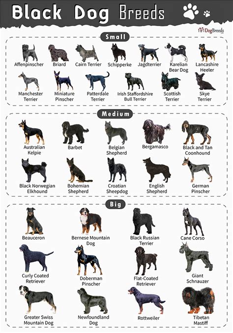 Types Of Dogs Black