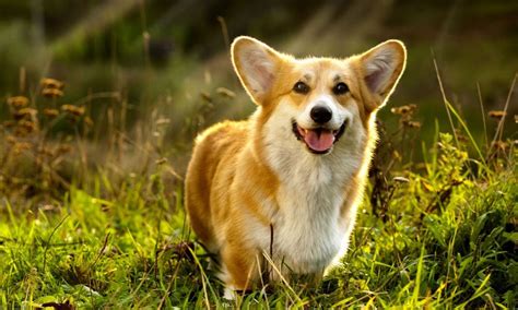 Types Of Dogs Corgi