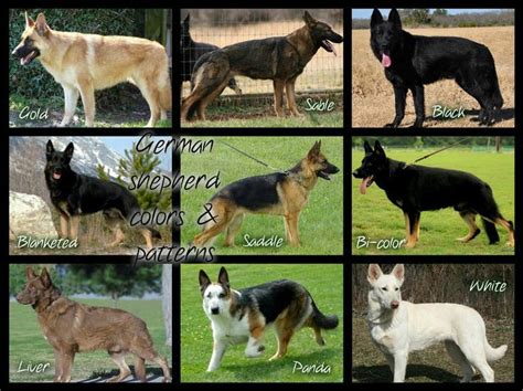 Types Of Dogs German Shepherd