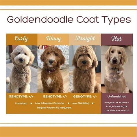 Types Of Dogs Goldendoodle