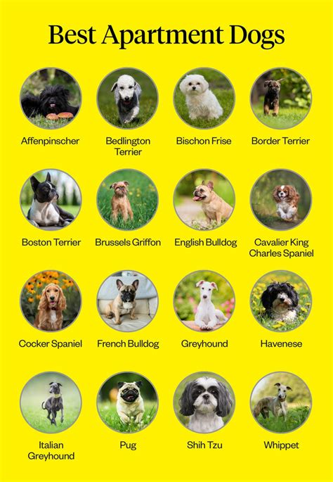 Types Of Dogs Good For Apartments