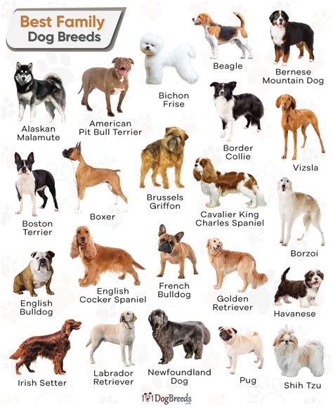 Types Of Dogs Good For Families