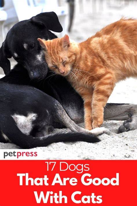 Types Of Dogs Good With Cats