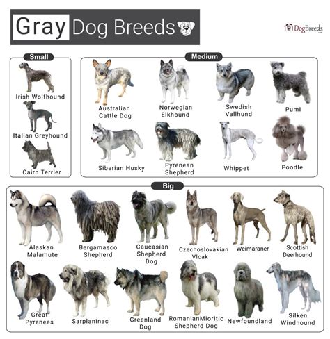 Types Of Dogs Grey