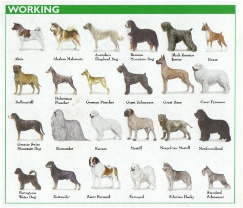 Types Of Dogs Groups