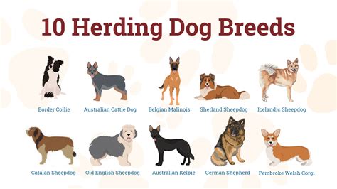 Types Of Dogs Herding
