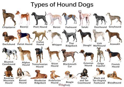 Types Of Dogs Hounds