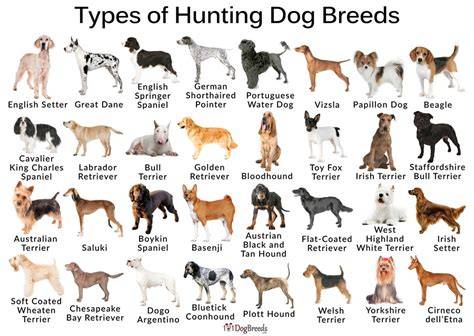 Types Of Dogs Hunting