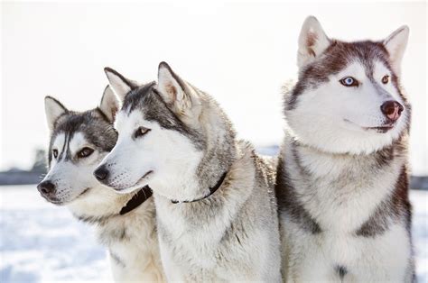 Types Of Dogs Husky