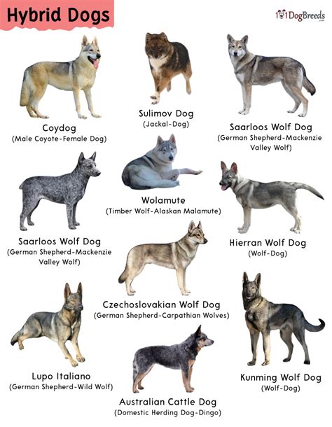 Types Of Dogs Hybrid