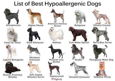 Types Of Dogs Hypoallergenic