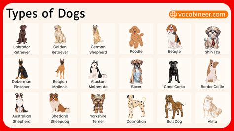 Types Of Dogs In The World