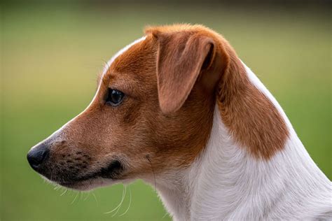 Types Of Dogs Jack Russell
