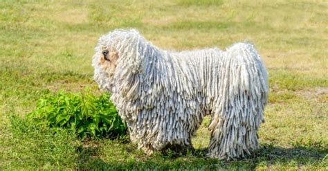 Types Of Dogs Komondor