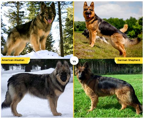 Types Of Dogs Like German Shepherd