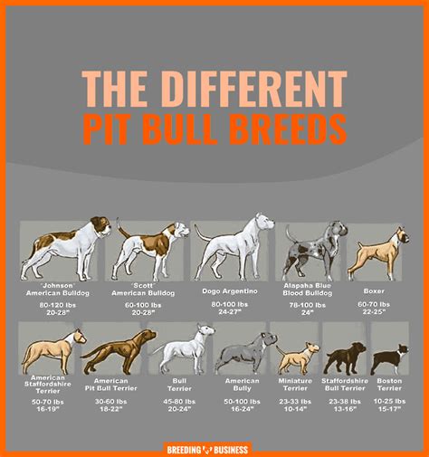 Types Of Dogs Like Pit Bulls
