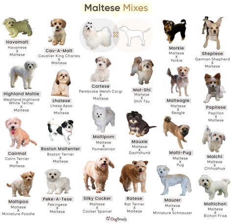 Types Of Dogs Maltese