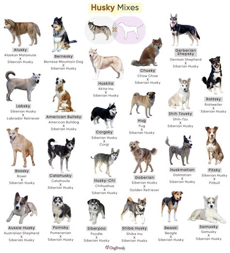 Types Of Dogs Mixed With Husky