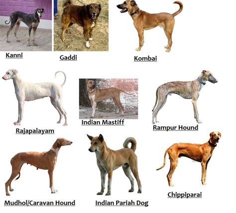 Types Of Dogs Name In India