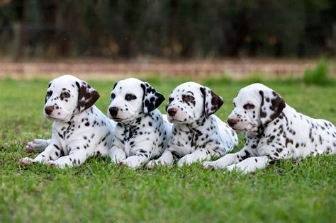 Types Of Dogs On 101 Dalmatians