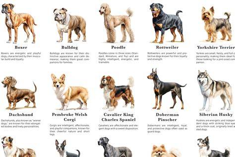 Types Of Dogs On A Dogs Purpose