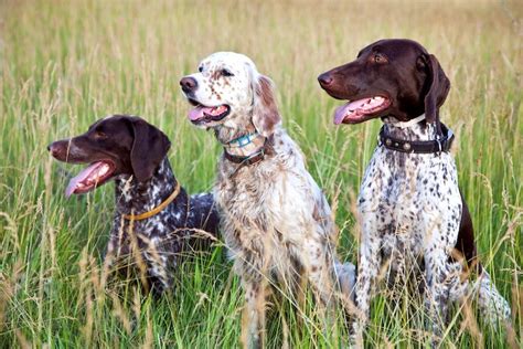 Types Of Dogs Pointers